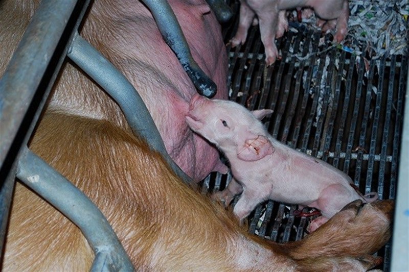 ep un lechon es amamantado en una granja