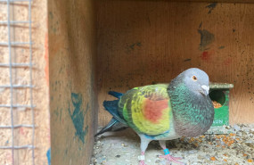 palomos sept palomos sept