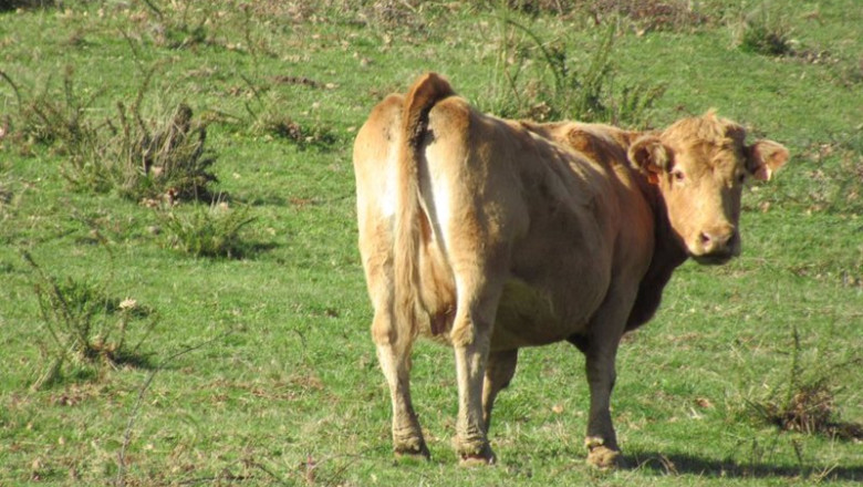 ep archivo una vaca ep archivo una vaca