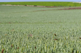 ep campo de cereales ep campo de cereales