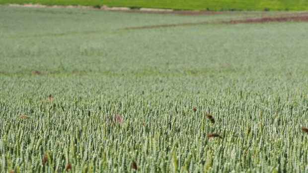 ep campo de cereales