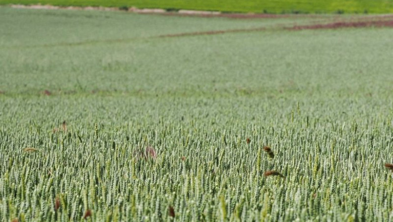 ep campo de cereales