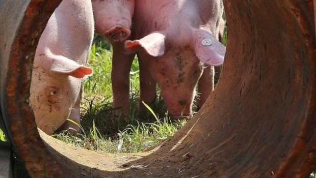 ep cerdos 20251229125303