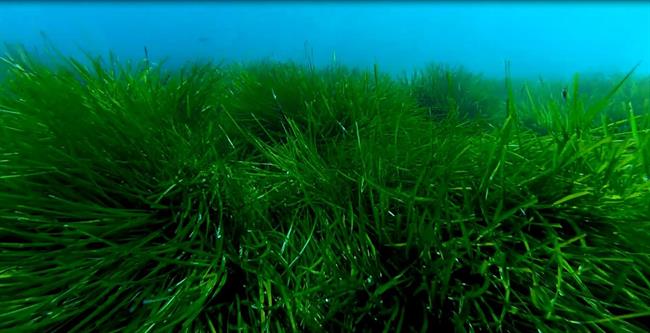 Posidonia oceánica | GOVERN ep posidonia oceanica