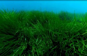 ep posidonia oceanica