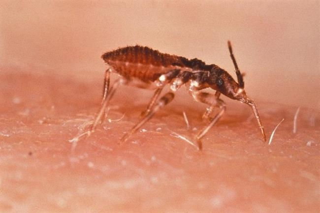 ep triatoma infestans vinchuca chagas