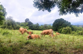 ep vacas en villaviciosa ganaderia pac