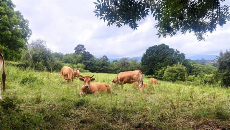 Vacas en Villaviciosa, ganadería, PAC | EUROPA PRESS ep vacas en villaviciosa ganaderia pac